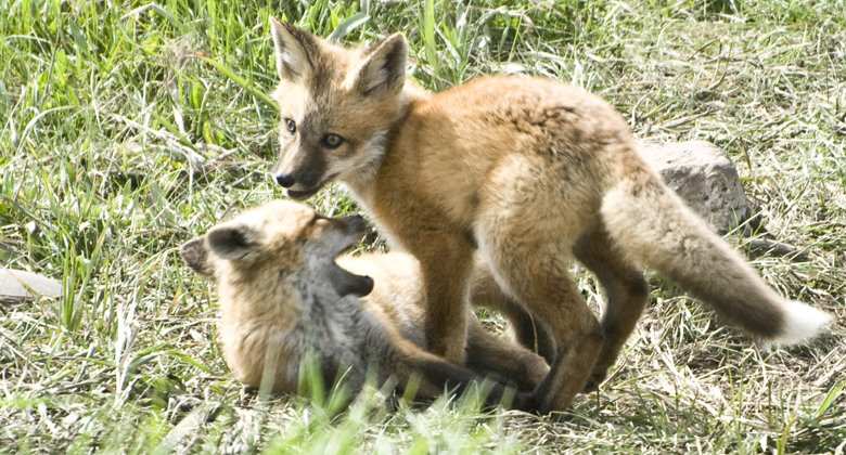 Baby Red Foxes Part 2 – Tales from Echo Canyon